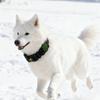 Reflective Cats Dog Collar for Tracking Device Durable Soft Wear for Training Wear Detachable Belt