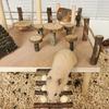 Wood Stackable Hamster Toy Combo Offering Versatility Exploration Possibilities