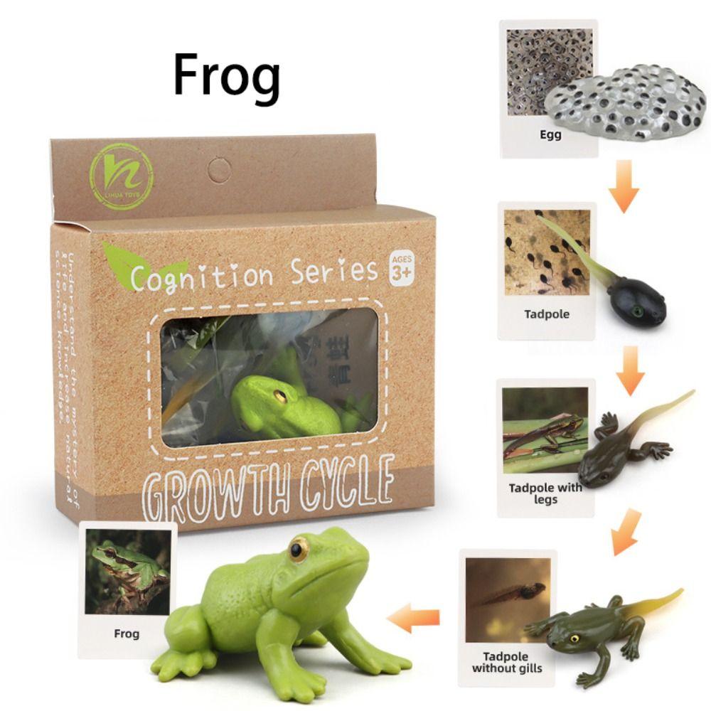 Cycle Figurine Animal Life Cycle Children Toys Simulation Plant Model Animal Growth Cycle Model