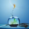 Manuelles Aquarium-Siphon-System Effizienter Fischbeckenreiniger Ökosystem-Becken