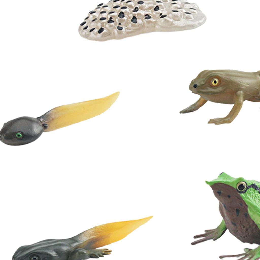 Life Cycle of Frog Toys Montessori Teaching Tools Animal Figurines Toy Biology Model