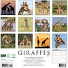 Willow Creek Press, Giraffes 2026 Wall Calendar, 12'' X 12'', 18-Month Calendar with Stapled Binding