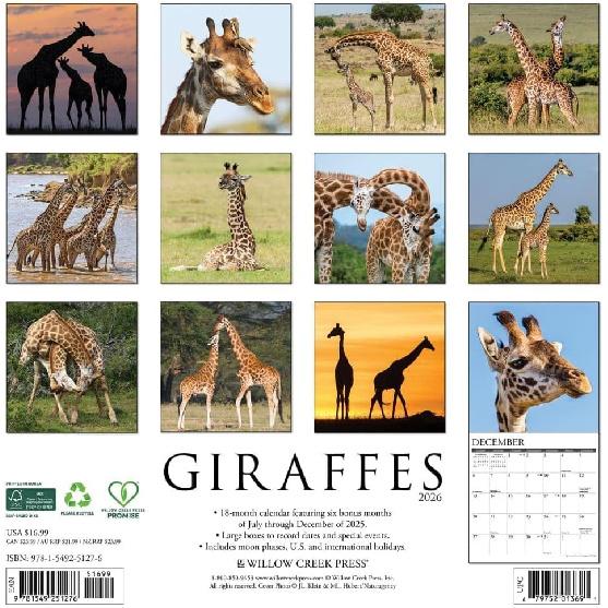 Willow Creek Press, Giraffes 2026 Wall Calendar, 12'' X 12'', 18-Month Calendar with Stapled Binding