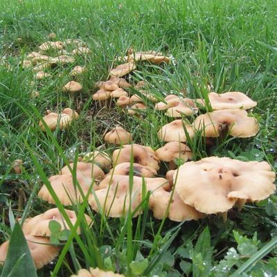 Mousserons des Prés mycelium - Κιτ καλλιέργειας μανιταριών - Grow Mushroom Spores