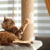 Corde en sisal pour griffoir de chat, ficelle de réparation, corde d'escalade, enveloppe pour poteau griffoir pour meubles de maison, table, salon, chaise