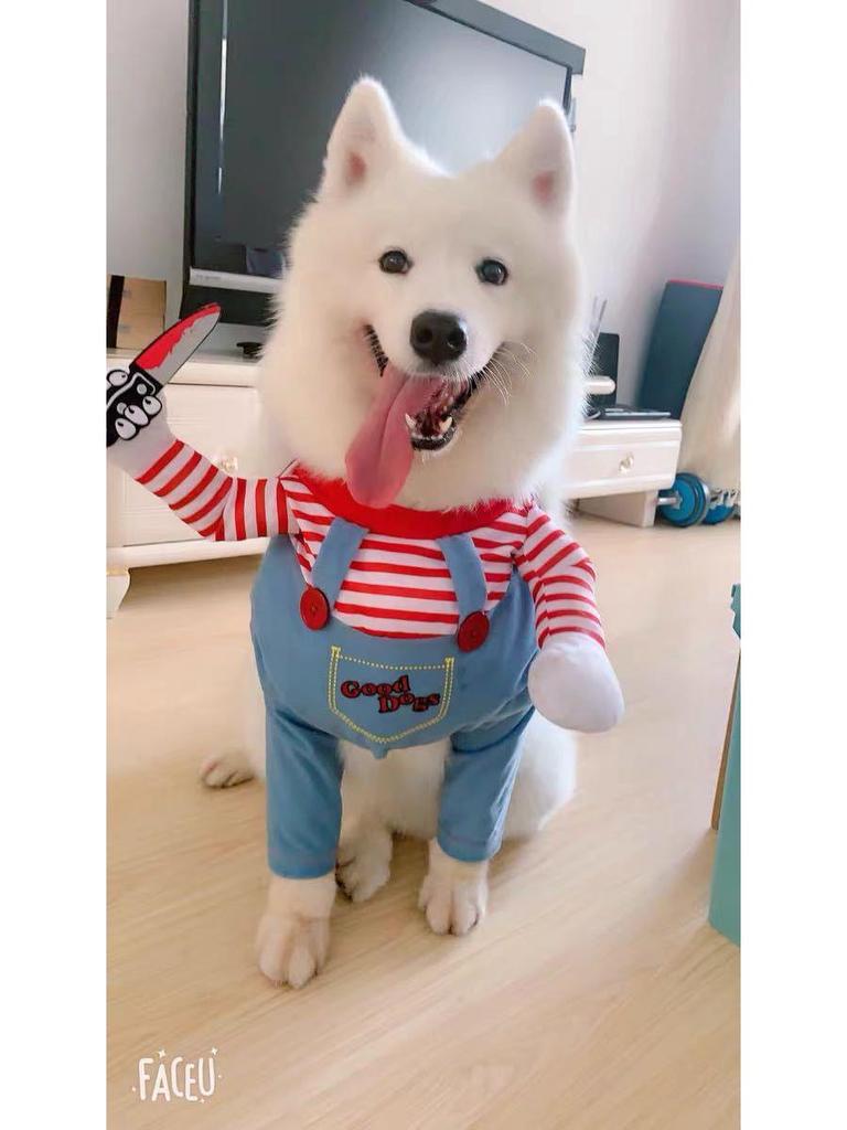 Halloween Klein- & Mittelgroßes Haustierkostüm - Hund & Katze Verwandlungskostüm