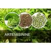 Complément Alimentaire Herbal D-tox Artémisinine ~ Armoise (Artemisia Annua L) 100% Pure, 100 gélules x 500 mg