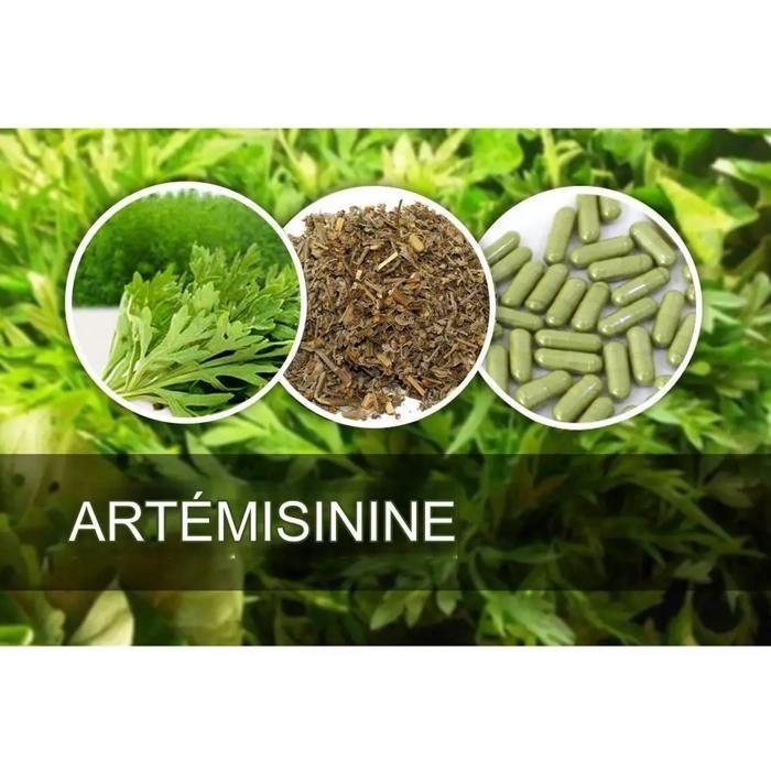 Complément Alimentaire Herbal D-tox Artémisinine ~ Armoise (Artemisia Annua L) 100% Pure, 100 gélules x 500 mg