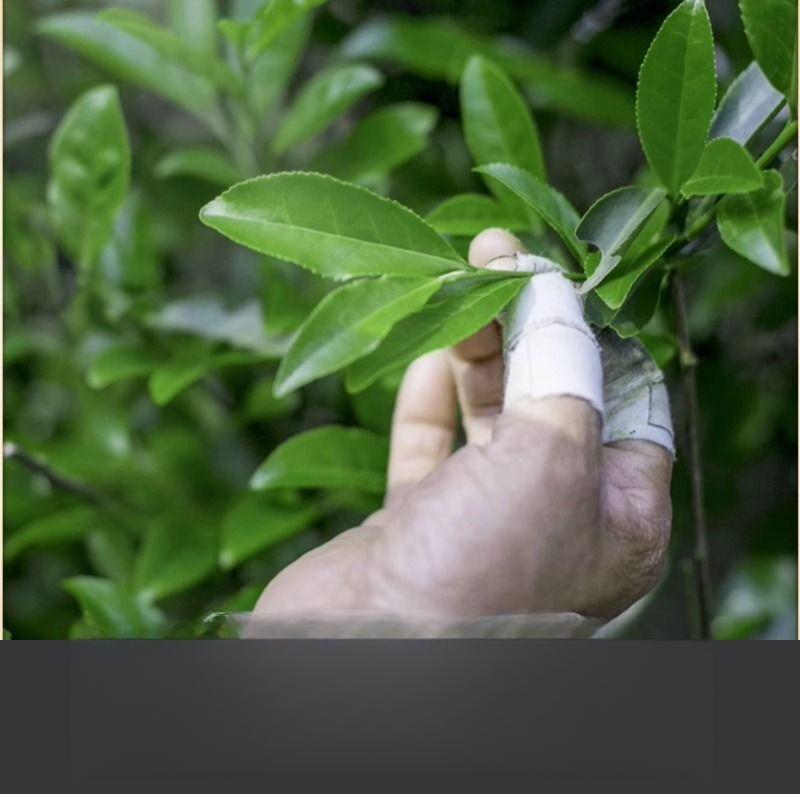 Taiwanský černý oolong čaj 2025 Nový Dong Ding Vysokohorský Voňavý