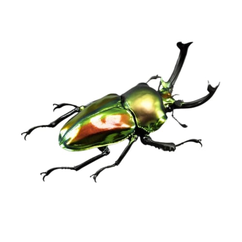 BACALYSO | Nirvana Rainbow Stag Beetle Figure, Lucanidae, 7.3cm, Includes Box, Refrigerator Attachment, Magnetic Ornament, Realistic Adult, Illustrate