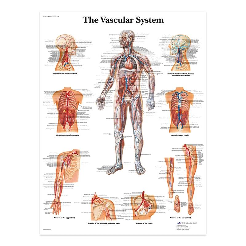 The Body Facial Anatomy Muscle Vessels Detailed Canvas Painting Human Structure Skeleton Education Poster Medical Decoracion