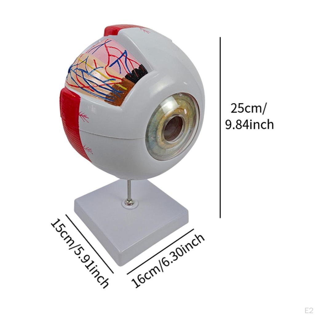 Human Eye Model Desk Figure Assemble Teaching Eyeball Display 4D Disassembled for