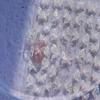 Shell Light Fairy Clear Butterfly Nail Art Sticker Huge Butterfly New Aurora Pure Desire Butterfly Nail Sticker