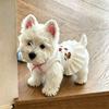 Pet Dog Dress Lightweight Floral Sleeveless Skirt Small Breeds Like Bichon Frise Teddy