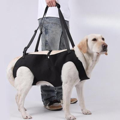 Hunde – Hundehalsbänder & Leinen