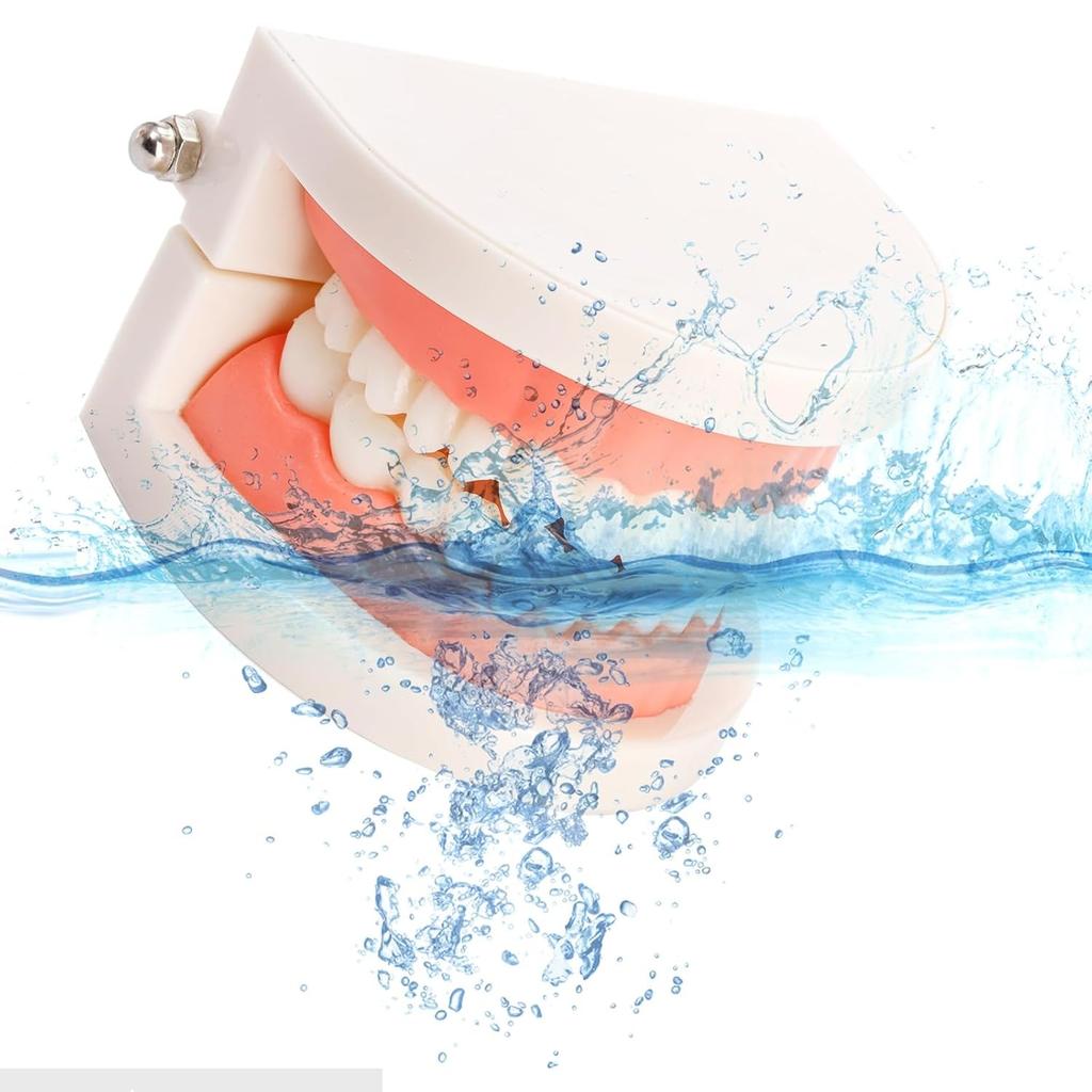 6 Packs Dental Teeth Model, Dental Demonstration Model for Study, Standard Teeth Models, Plastic Mouth Model, Fake Mouth for Teaching, Dentist