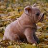 L28Xh24Cm Realistic French Bulldog Plush Toy Adorable Dog Plush In An Ultra Pp Cotton Cute Crouching Pose Brown Birthday Gift