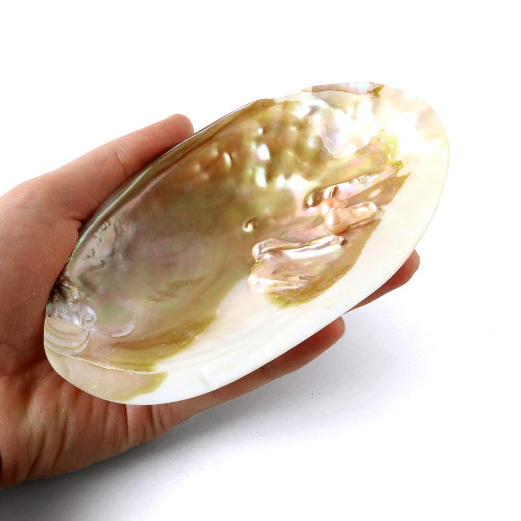 Weißer Salbei viel Glück Reinigungszubehör Australische Hirschgeweih-Perlmuschel [GOLDSTEIN] Reinigung, Amulett, Glück, Waren, Platte, Muschel,