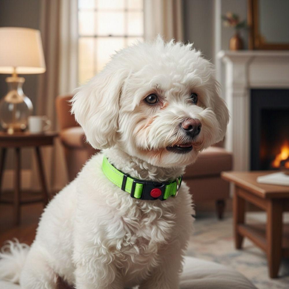 Safety Buckle Reflective Dog Collar Adjustable No Pull Training Collars Small and Medium Dog