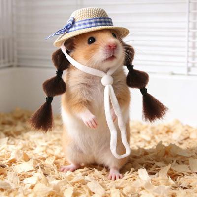 Chovatelské potřeby – Hlodavci