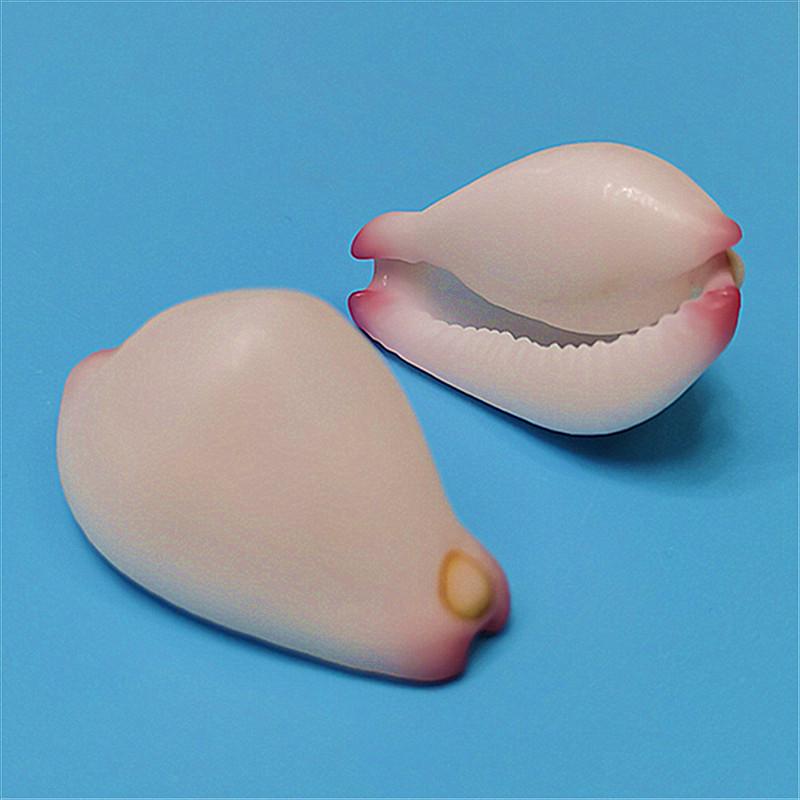 Vzácný přírodní exemplář mušle kauri pro akvárium nebo středomořskou domácí dekoraci