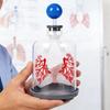 Biology Teaching Aid Demonstrating Diaphragm Action And Gas Exchange In Respiratory Large Size For Clear Instruction
