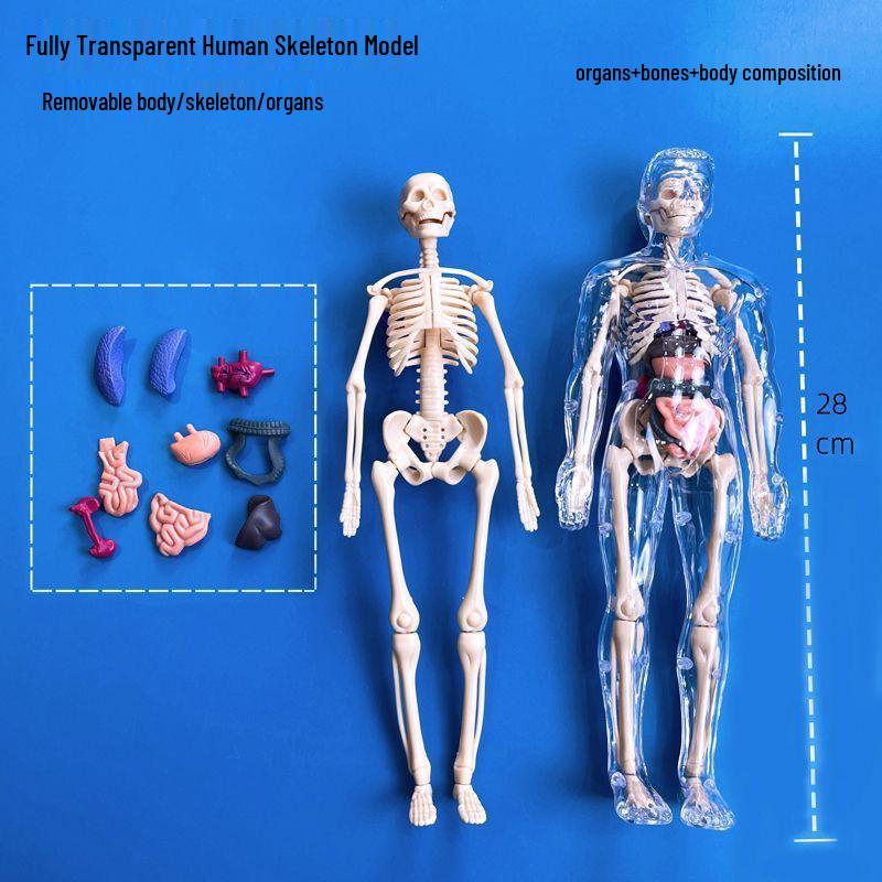 Cross-border Early Education Human Skeleton Model DIY Set for Students