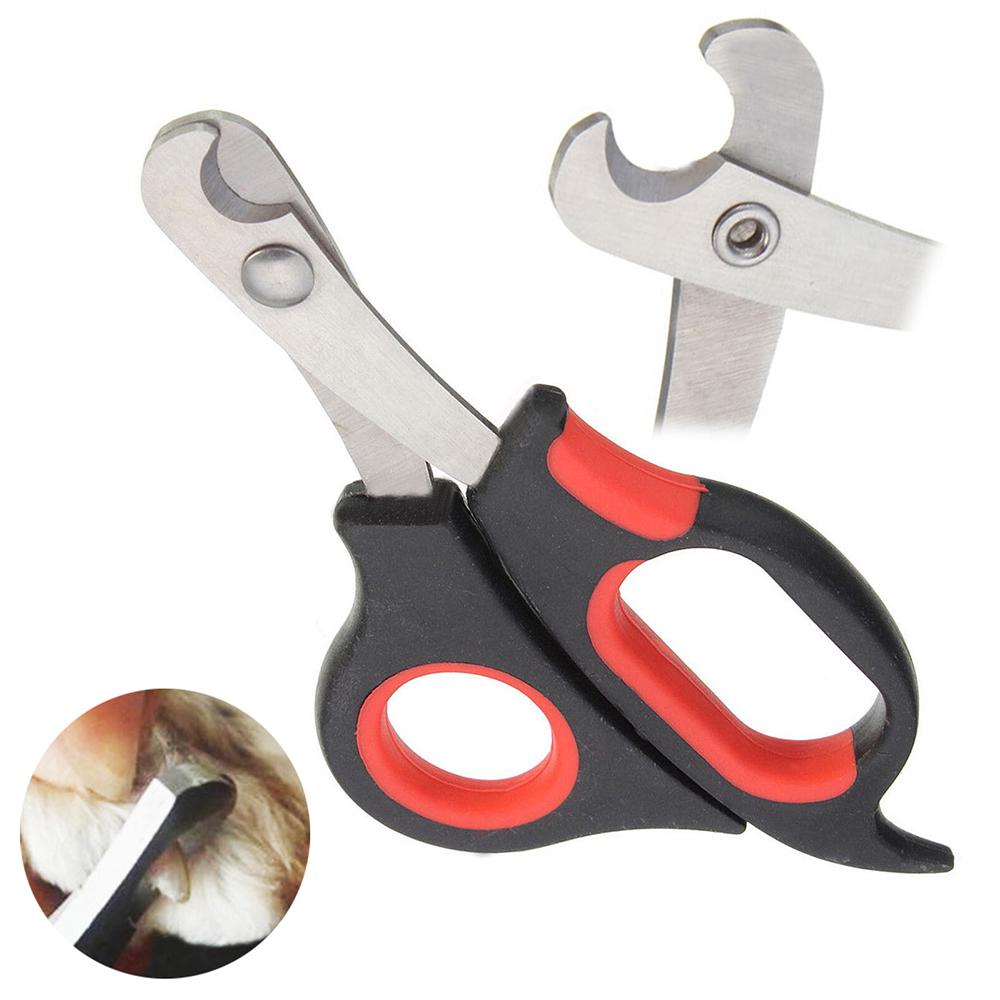bird nail cutter