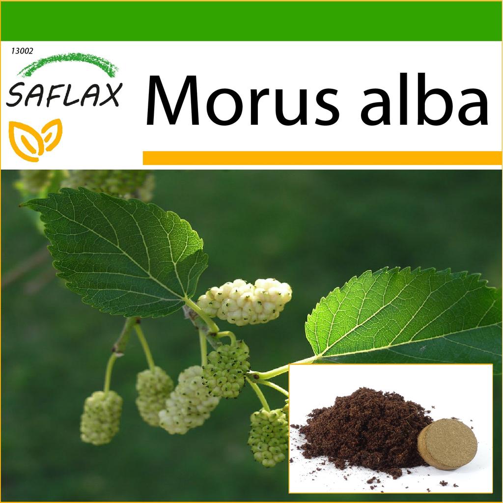 SAFLAX Moruše bílá - 200 semen - Se substrátem pro lepší pěstování - Morus alba