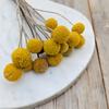 Kraspedia Suszona (Craspedia Natural Extra) - Żółta - Bukiet 15Szt