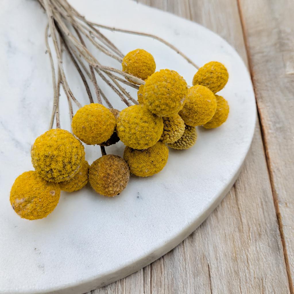 Kraspedia Suszona (Craspedia Natural Extra) - Żółta - Bukiet 15Szt