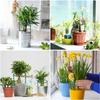 2/4/6PCS Plastic Plant Support Pile Frame Greenhouse Arrangement Semicircle Fixed Rod Indoor Flower Plant Vine Climbing Bracket