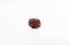 Natural 3 Mukhi Rudraksha Bead | Certified Authentic Rudraksha for Spiritual Growth | Genuine Sacred Bead for Meditation & Healing