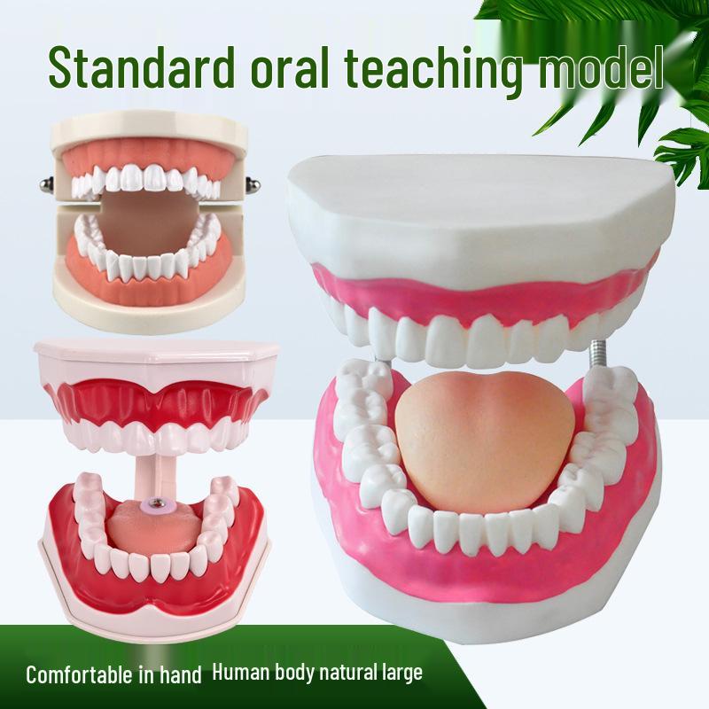 Children's Dental Teaching Aid: Tooth Brushing Toy Model