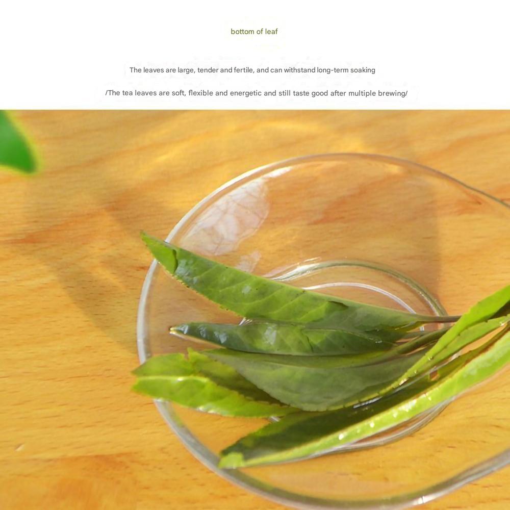 Large Leaf Kuding Tea - New Tea, Authentic Hainan Wuzhishan Kuding Tea