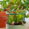 6/18/24 Pcs Adjustable Splicable Plant Support Cage For Indoor Outdoor Potted Climbing Plants