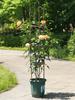 Plant Set Metal Strong Sturdy Easy To Assemble Garden for Climbing Plants