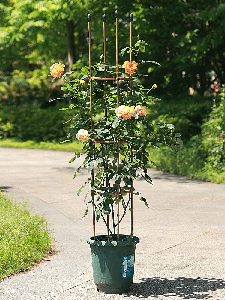 Plant Set Metal Strong Sturdy Easy To Assemble Garden for Climbing Plants