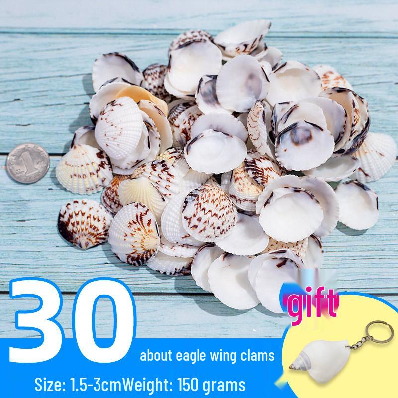 Handmade Decorative Seashells & Starfish for Fish Tanks: Landscaping, Painting, Specimens, Whelks, Hermit Crabs
