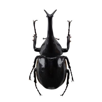 BACALYSO Sumatran Gidean Rhinoceros Beetle Magnet Resin Insect Model Ornament