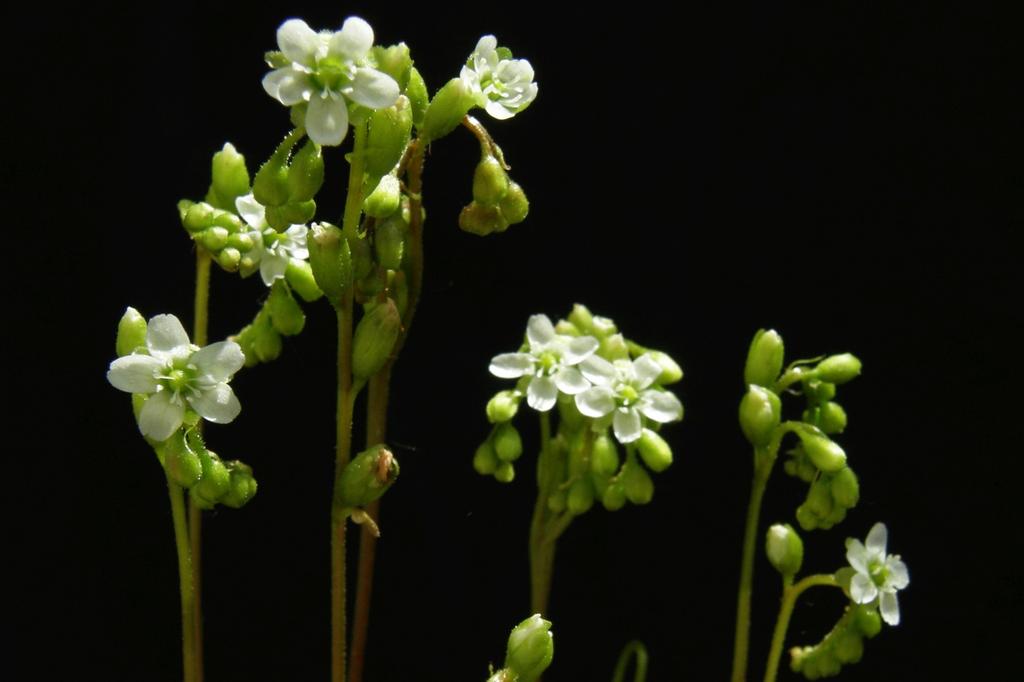 SAFLAX Rosiczka okrągłolistna - 50 nasion - Drosera rotundifolia