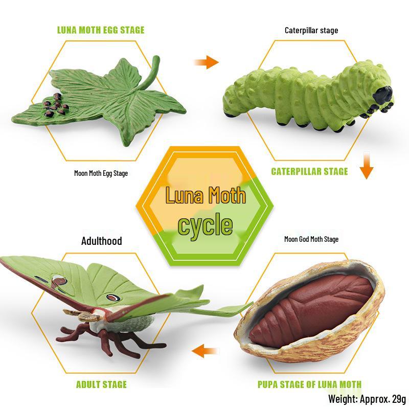 Animal Growth Cycle Models: Chicken, Duck, Goose, Butterfly, Turtle, Frog Montessori Teaching Figurines