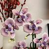 Phalaenopsis Purple Orchid Flower Building Block Set - Realistic Purple And Green Diy Model Kit Includes Blooming Orchids Lifelike Plants