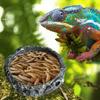 Reptile Food Bowl Water Dish Mealworm Feeder Small Shallow Resin Bowls