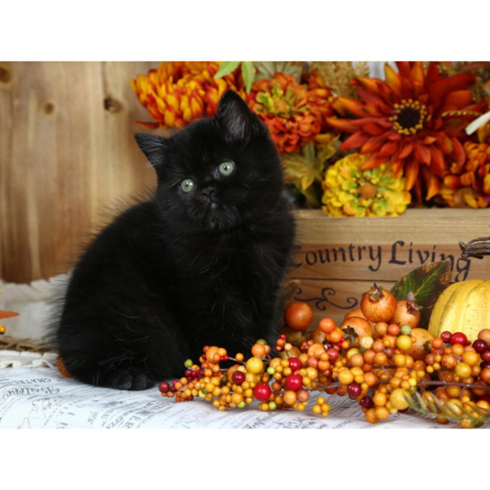 

Набор для алмазной живописи Черный кот животное алмазная вышивка мозаика ручная работа картина из стразов подарок домашний декор 5d сделай сам Full Round 30x40CM