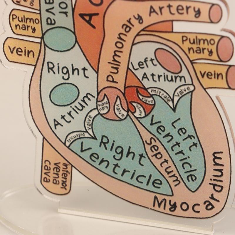 2D Heart Anatomy Acrylic Model - Educational And Decorative Teaching Tool For Home Office Classroom Clinic Medical Office