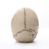 1:1 Human Head Skull Statue for Home Decor Resin Figurines Halloween Decoration Sculpture Medical Teaching Sketch Model Crafts