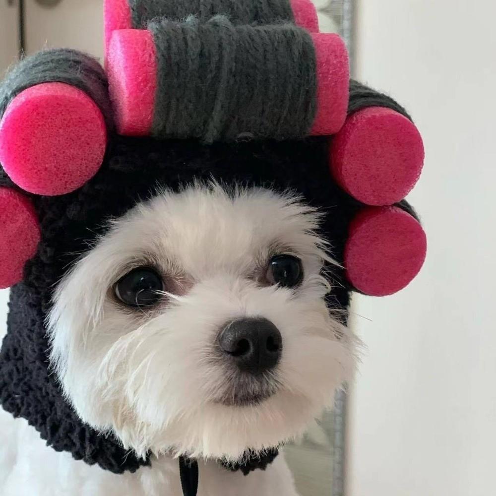 Curly Hair Curly Hair Dog Hats Soft Pet Headgear Cat Hairdressing Costume Photography