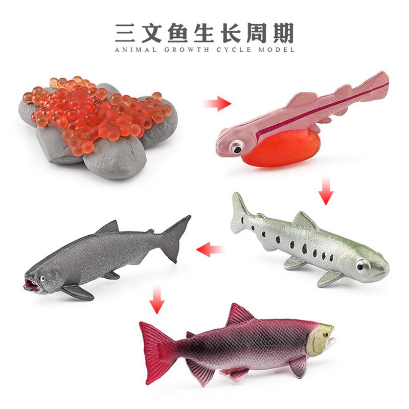 Life Cycle Board Montessori Kit Biology Science Education Toys For Kids Sensory Tray Animal Figure Life Cycle Sorting Wooden Toy