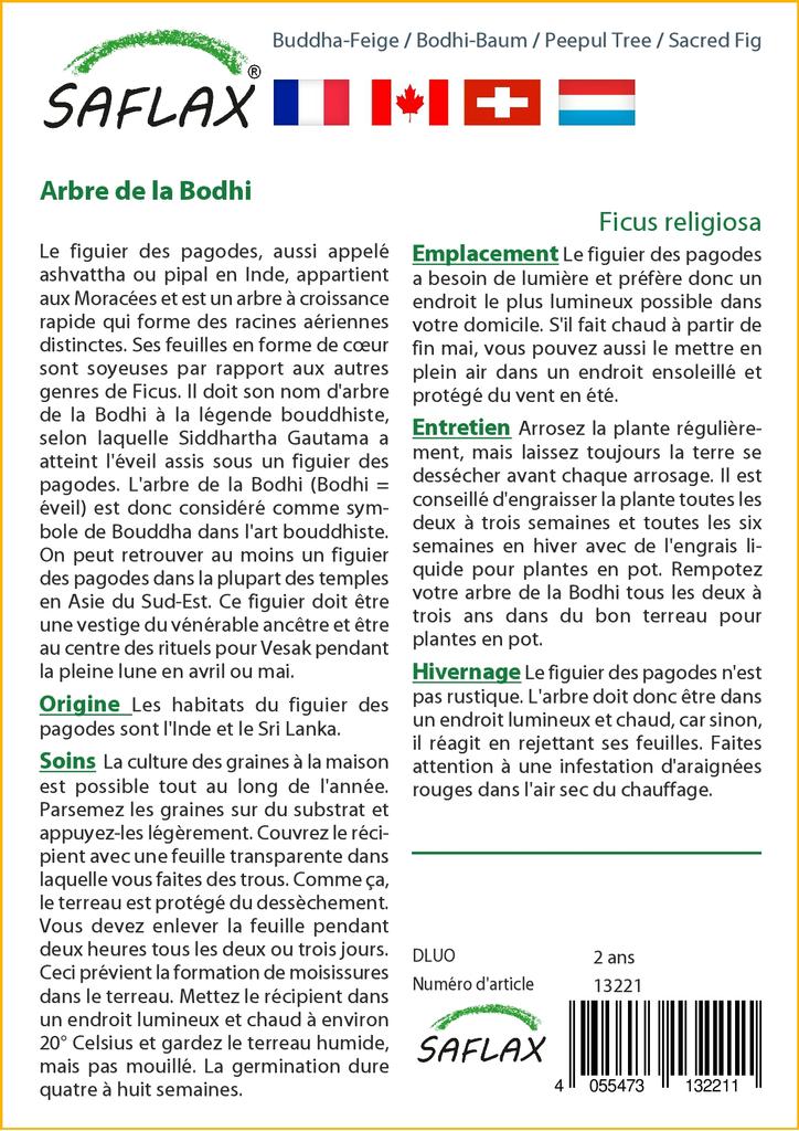 SAFLAX Peepul Tree / Sacred Fig - 100 Seeds - Ficus Religiosa